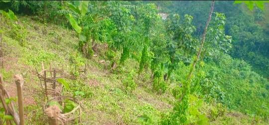 C:\Users\Lavinia Pde\Desktop\Mawker\agro forestry\after.jpeg